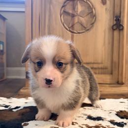 Boy 3 - Red male Pembroke Welsh Corgi puppy in Johnson City, Texas from McCall Creek Corgis