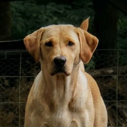 Willow - Labrador Retriever