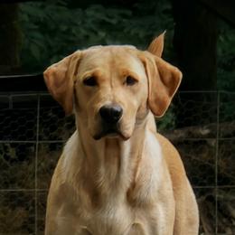Willow - Labrador Retriever