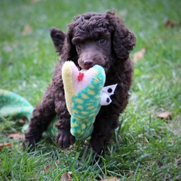 Poodle Puppies from Piccolo's Poodles