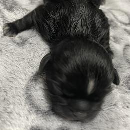 Violet - Black female Shih Tzu puppy in Chattanooga, Tennessee from Denise's Shih Tzus