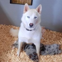 Harper - Pomsky