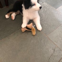 Australian Shepherd Puppies from Thousand Hills Australian Shepherds