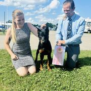 Beauceron Puppies from Fleur de Renard Beaucerons