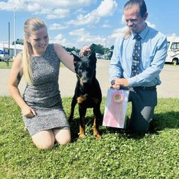 Beauceron Puppies from Fleur de Renard Beaucerons