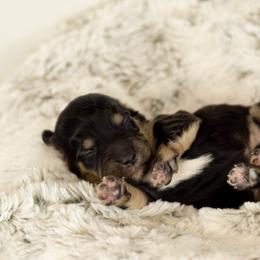 Black and cream - Black and cream female Dachshund puppy in Seminary, Mississippi from Down South Mavericks Dachshunds