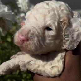 Pearl - White female Poodle puppy in Corona, California from Garden Of Poodles