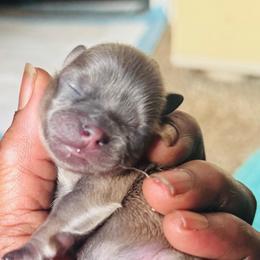 Shitz Tzu - Sable male Shih Tzu puppy in Merrillville, Indiana from Gibbs Gorgeous Paws LLC