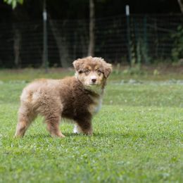 Australian Shepherd Puppies from Newcastle Apiary & Aussies