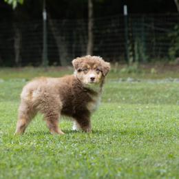 Australian Shepherd Puppies from Newcastle Apiary & Aussies