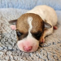 Dandy - White and tan male Parson Russell Terrier puppy in Menifee, California from Wendover Terriers