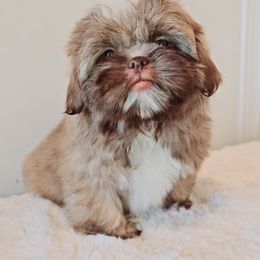 Shih Tzu Puppies from Shantii's Shih Tzu's