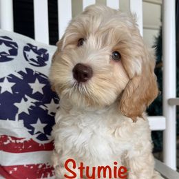 Stymie - Apricot male Australian Labradoodle puppy in Eastover, North Carolina from Joyful Hearts Australian Labradoodles