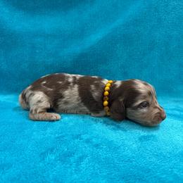 Beau - Dapple male Dachshund puppy in Lincoln, Arkansas from Red Dirt Dachshunds