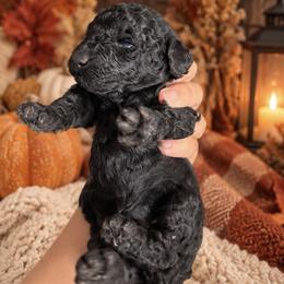 Girl 1 - female Poodle puppy in Sacramento, California from Poodles & Pomeranians of Manila