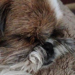 Maltese and Shih Tzus from Susan Wolan