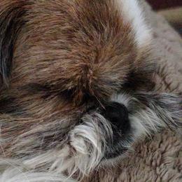 Maltese and Shih Tzus from Susan Wolan