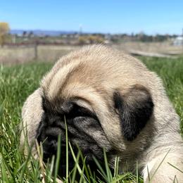 Boy 5 - Fawn male Anatolian Shepherd Dog puppy in Kalispell, Montana from Wild Rooster Family Farm – AKC Anatolian Shepherd Breeder, OFA Health Tested