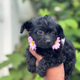 Dakota - Black female Yorkipoo puppy in Clifton, New Jersey from Kdash_yorkies