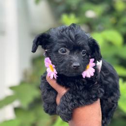Dakota - Black female Yorkipoo puppy in Clifton, New Jersey from Kdash_yorkies