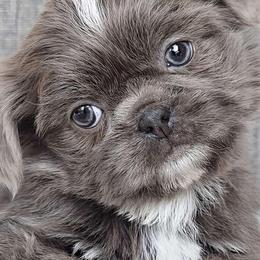 ASHER - ADOPTED! - Blue male Shih Tzu puppy in Middle Grove, New York from Beirin Breige Shih Tzus