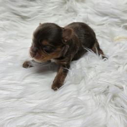 Nicolas - Liver male Yorkshire Terrier puppy in Belpre, Ohio from Blackwoods Yorkies