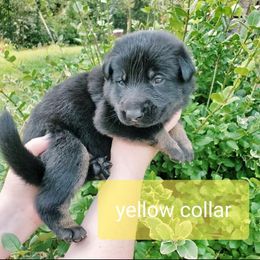 German Shepherd Puppies from Sheldon Shepherds LLC