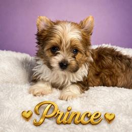 Prince - Chocolate, tan and white male Yorkshire Terrier puppy in Concord, California from Puppy Boutique