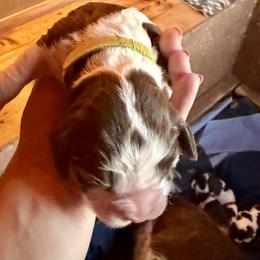 Green - Liver and white male English Springer Spaniel puppy in Wells, Vermont from Everyday Sunshine Springers