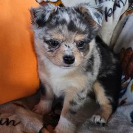 AKC Beau In Maine 3000.00 - Merle male Chihuahua puppy in Newport, Maine from Pinewood Acres Chihuahuas