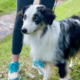 Natural Life Cowboy Up - Blue merle male Miniature Australian Shepherd puppy in Somerset, Kentucky from Natural Life Ranch