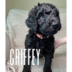 Golden Mountain Doodle Puppies from Carolina Golden Mountain Doodles