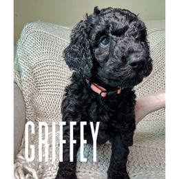 Golden Mountain Doodle Puppies from Carolina Golden Mountain Doodles