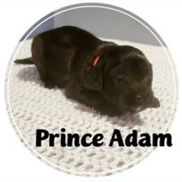 Goldendoodle Puppies from Magical Goldendoodles of Pioneer Valley, MA
