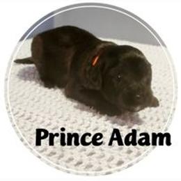 Goldendoodle Puppies from Magical Goldendoodles of Pioneer Valley, MA