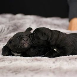 Cane Corso Puppies from Serafina Cane Corso