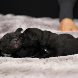 Cane Corso Puppies from Serafina Cane Corso
