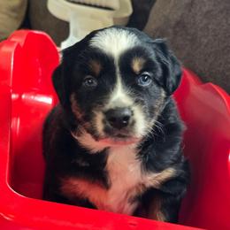Truffle - Black tri male Miniature Australian Shepherd puppy in Boonville, New York from Amy & Dan's Awesome Aussies