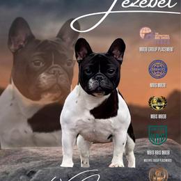 French Bulldogs from Charla's French Bulldogs
