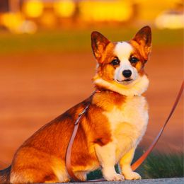 Rin - Pembroke Welsh Corgi