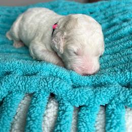 Pink - Apricot male Labradoodle puppy in Ellenwood, Georgia from Four Paws Down