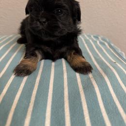 Shih Tzu Puppies from Butterfly Shih Tzu Pups