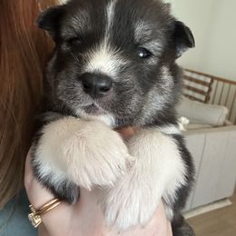 Siberian Husky Puppies from Sunny Siberians