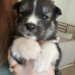 Siberian Husky Puppies from Sunny Siberians