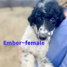 Poodle Puppies from Old Wire Puppies