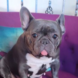 Paris - French Bulldog