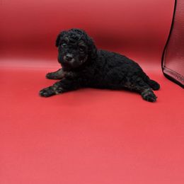 Velvet - Phantom female Poodle puppy in Covington, Virginia from A  Gift from above kennel,  LLC
