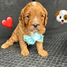 Parker - Red male Cavapoo puppy in Mint Hill, North Carolina from DoodleForever