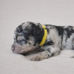 Dustin Henderson - Blue merle male Bernedoodle puppy in Bennett, Colorado from Darling Paws Bernedoodles, LLC
