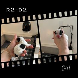 Poodle Puppies from Fluffy Friends Poodles